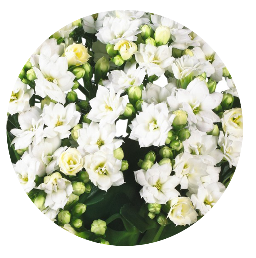 Kalanchoe.Closeup
