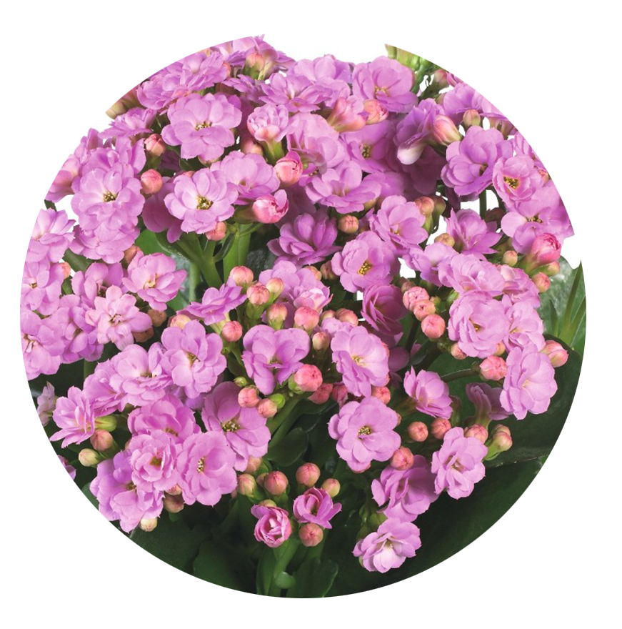 Kalanchoe.Purple.closeup