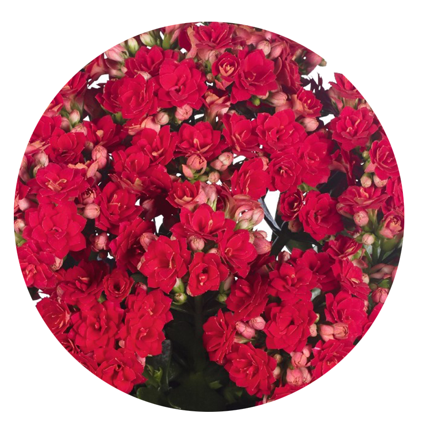 Kalanchoe.Red.Closeup