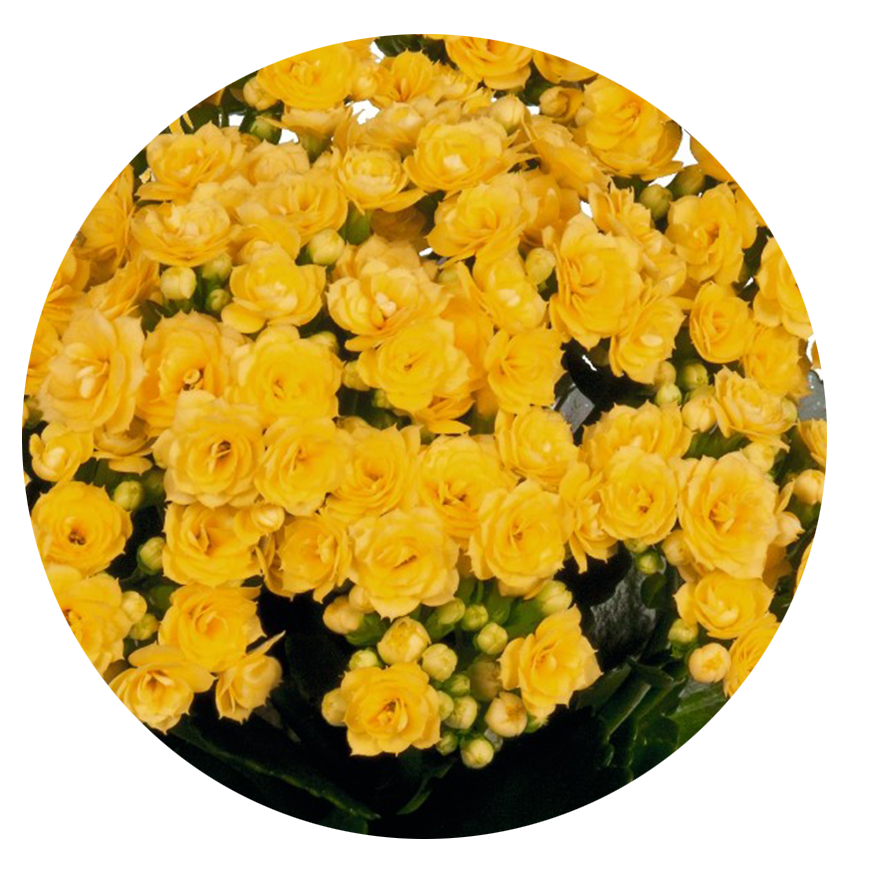 Kalanchoe.Yellow.Closeup