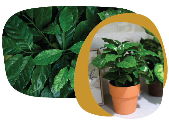 Leaf-of-the-Month_LOM_LOM_July Leaf-of-the-Month_LOM_LOM_July