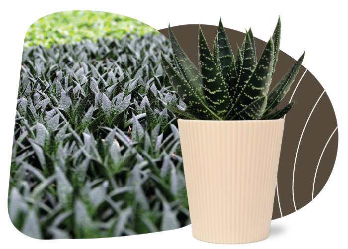 Gasteria Wolfgang leaf of the month