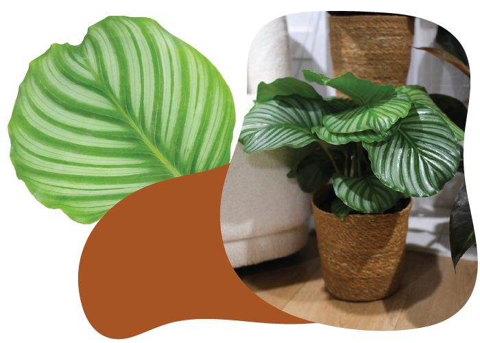Leaf-of-the-Month_LOM_LOM_Oct Leaf-of-the-Month_LOM_LOM_Oct