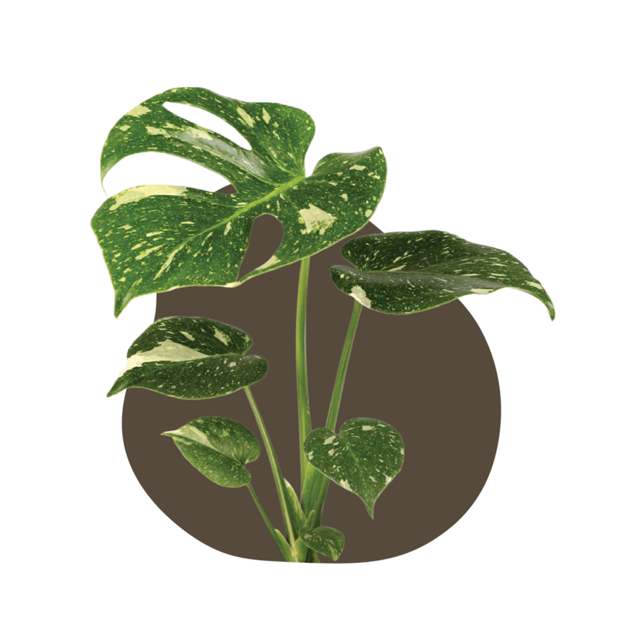 LowRes_NoBackground-WI_Care_Page_Varieties_Thai_Monstera