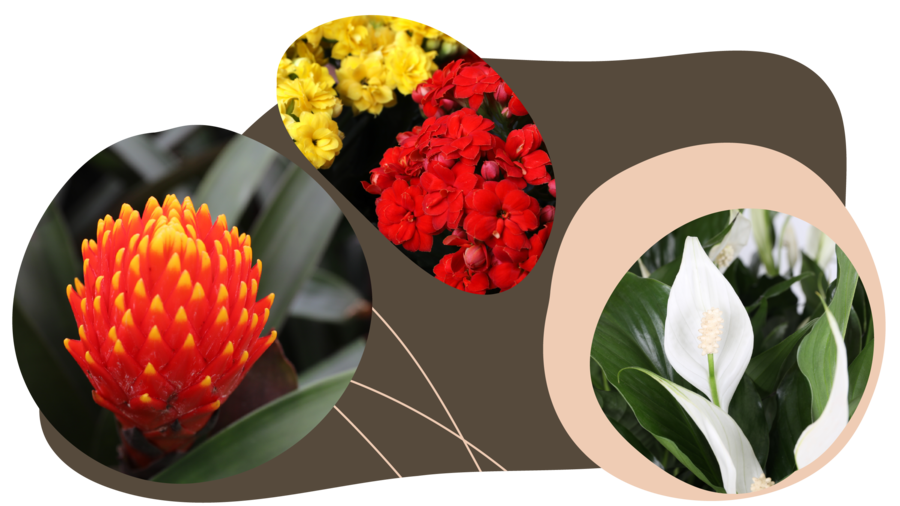 LowRes_NoBackground-Website_Graphic_rectangle_Flowering-Foliage LowRes_NoBackground-Website_Graphic_rectangle_Flowering-Foliage