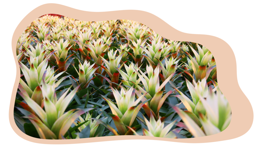 LowRes_NoBackground-Website_Graphic_rectangle__CTA_Bromeliad LowRes_NoBackground-Website_Graphic_rectangle__CTA_Bromeliad
