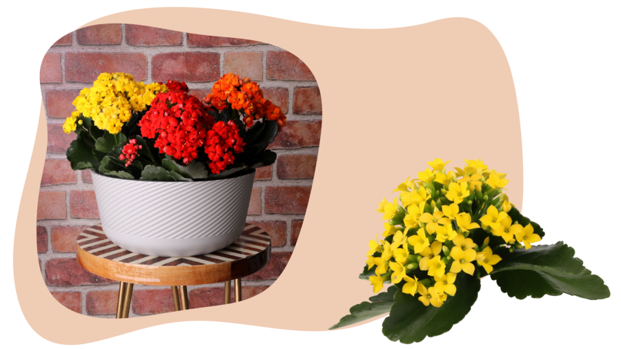 LowRes_NoBackground-Website_Graphic_rectangle__CTA_Kalanchoe