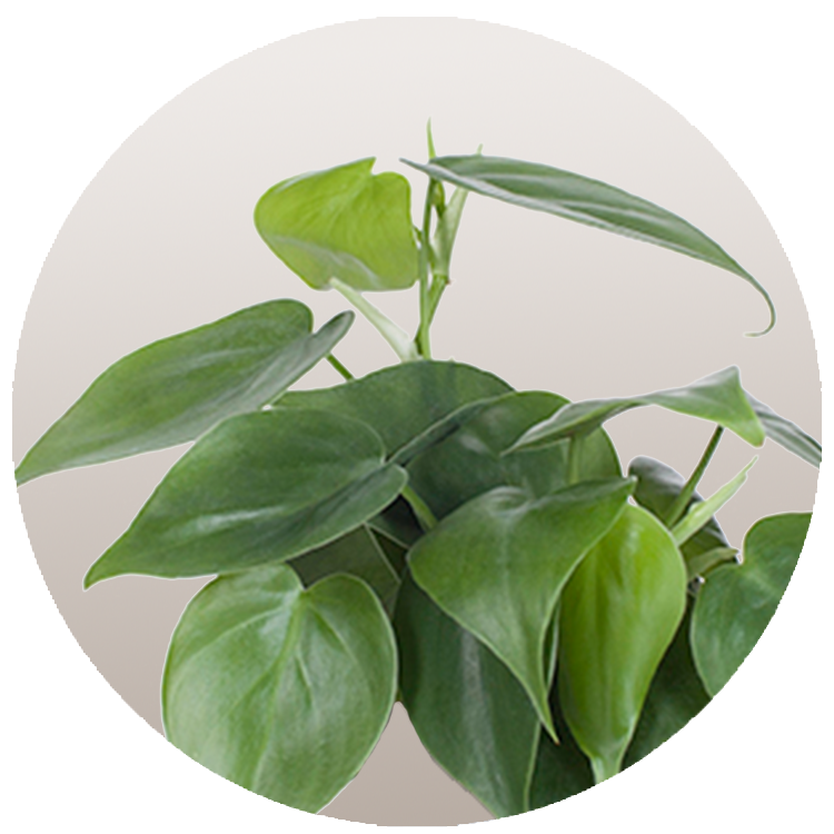 Philodendron Cordatum thumbnail