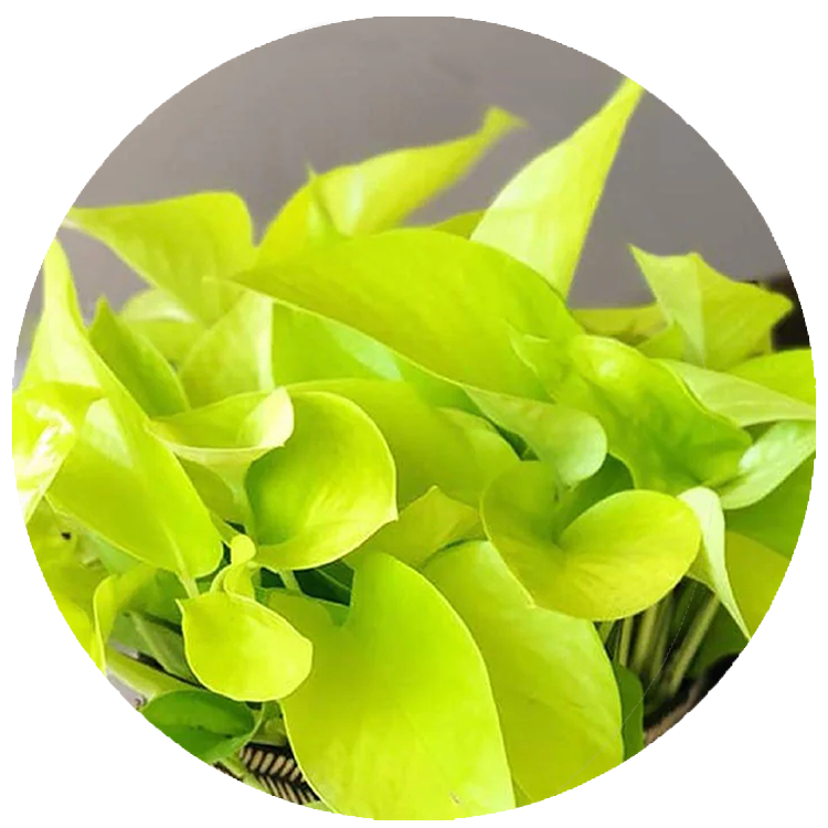 Pothos Neon