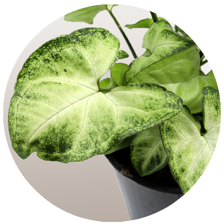 Syngonium White butterfly