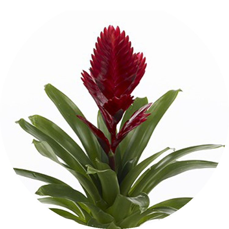 Albertina Bromeliad