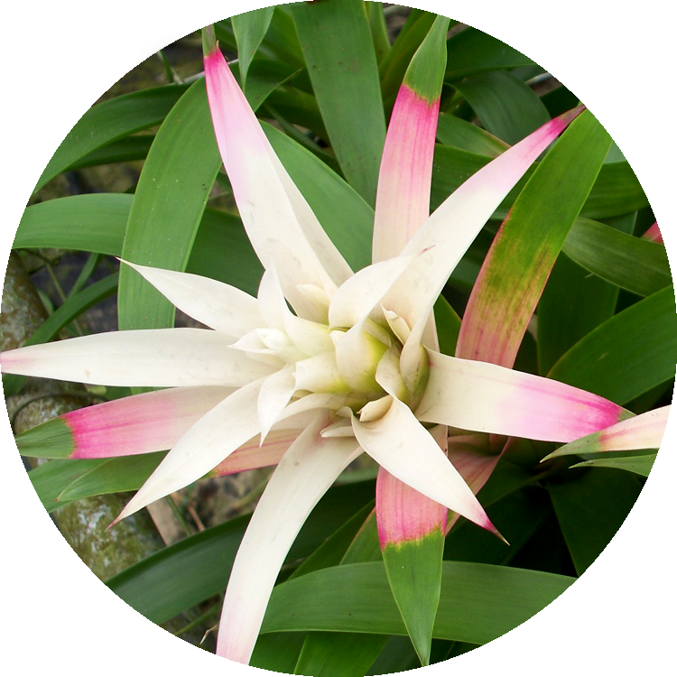 Anouk Pink Bromeliad