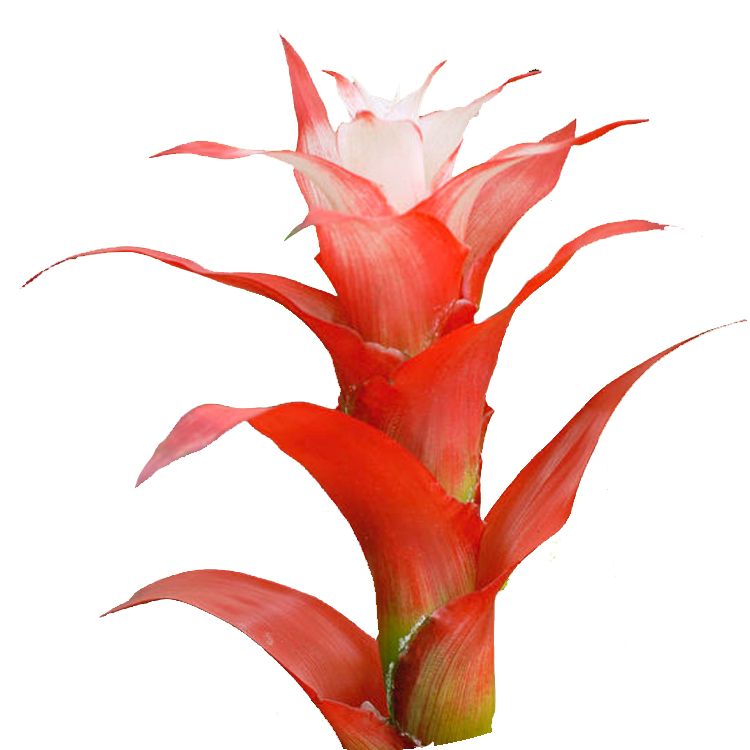 Thumbnail_Apache