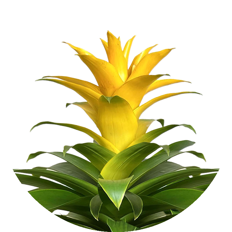 Thumbnail_Sunshine_Yellow_UPDATE