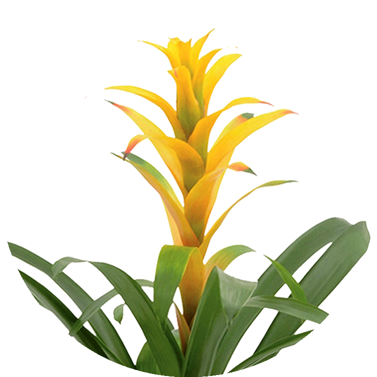 Thumbnail_Yellow_Sun