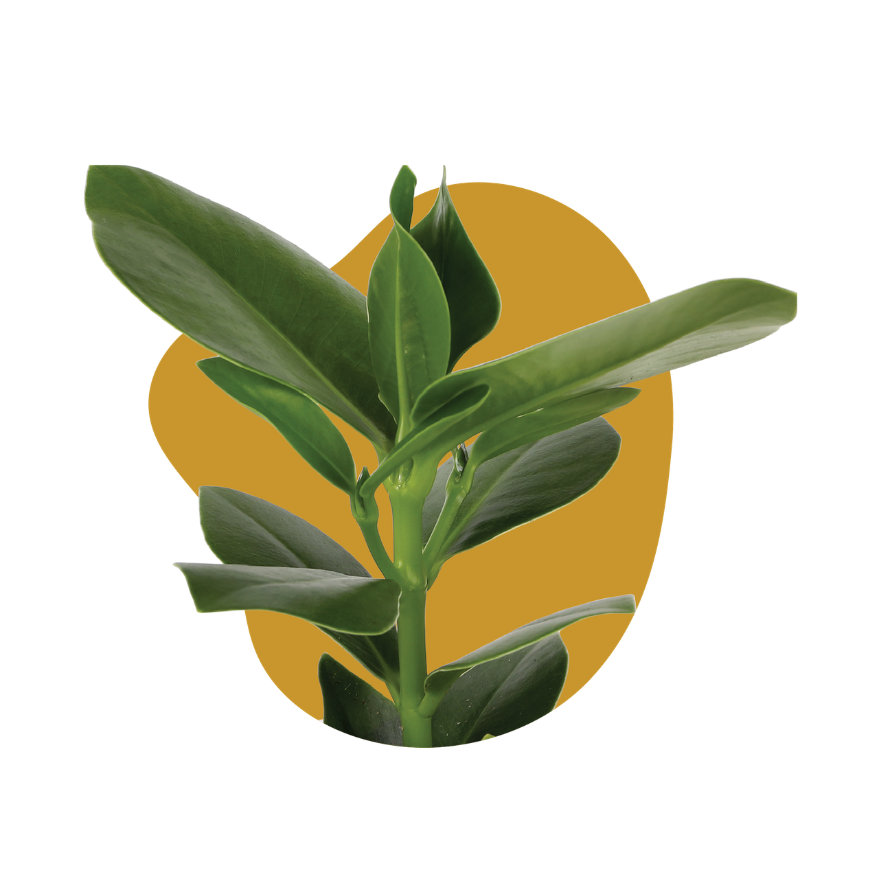 WI_Care_Page_Clusia_Rosea (1)