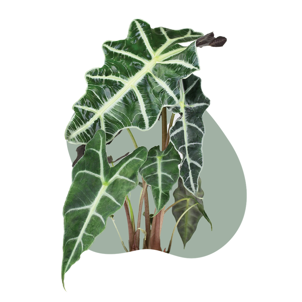 WI_Care_Page_Varieties_Alocasia (1)
