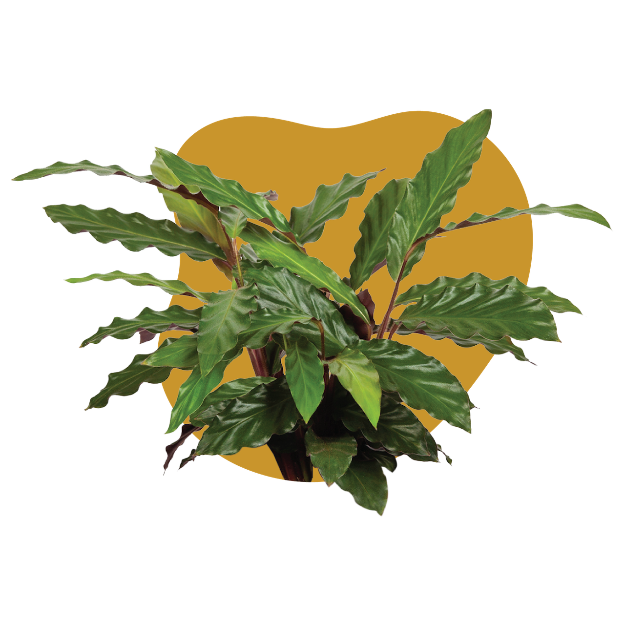 WI_Care_Page_Varieties_Calathea