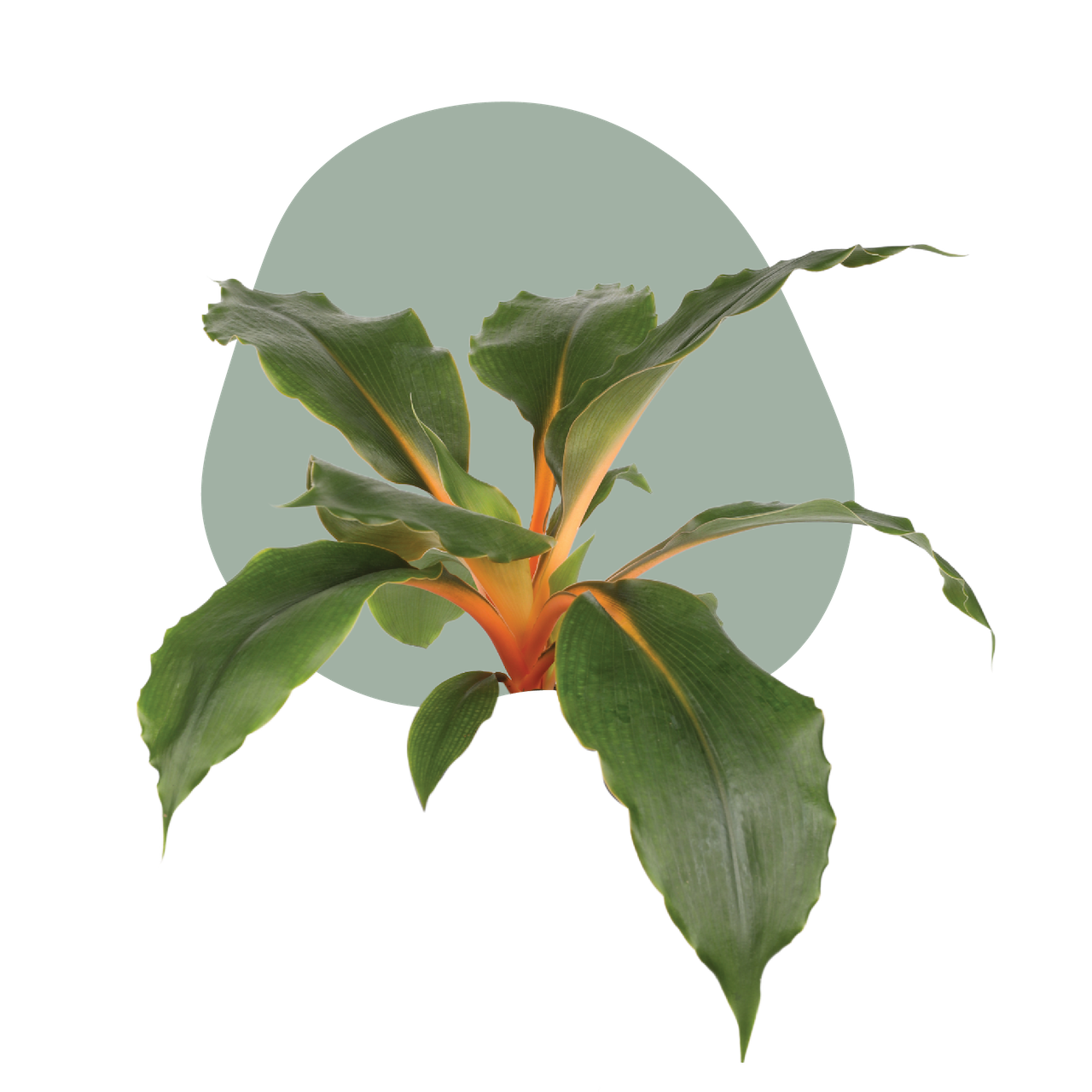 WI_Care_Page_Varieties_Chlorophytum