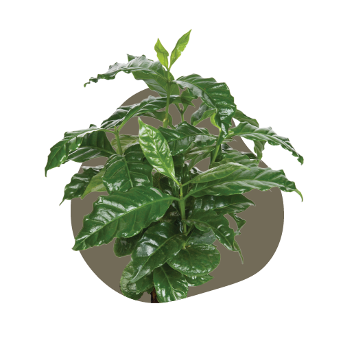 WI_Care_Page_Varieties_Coffee Arabica (1)