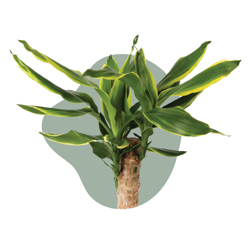 WI_Care_Page_Varieties_Draceana