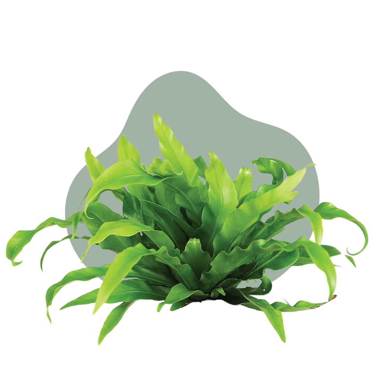 WI_Care_Page_Varieties_Fern (2)