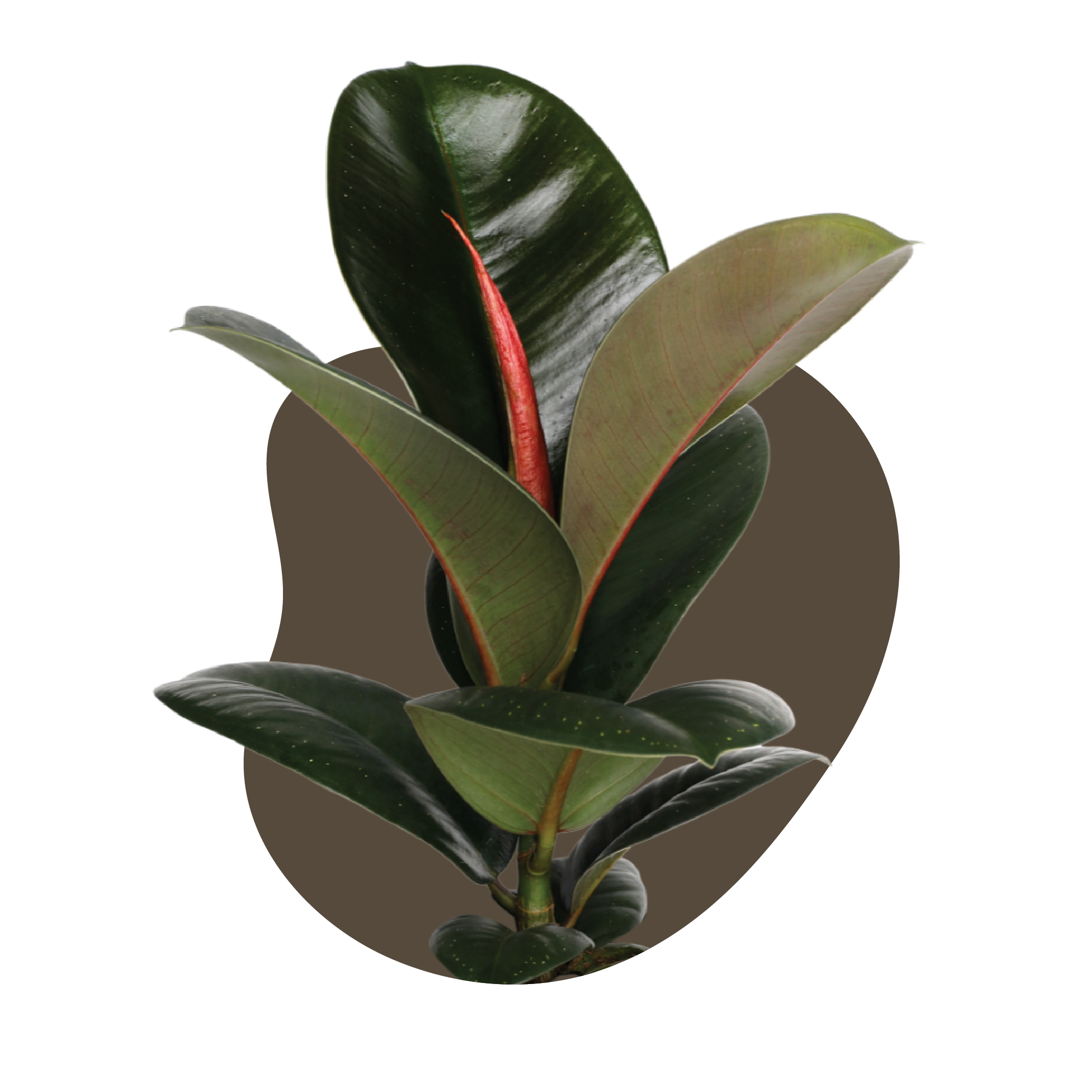 WI_Care_Page_Varieties_Ficus