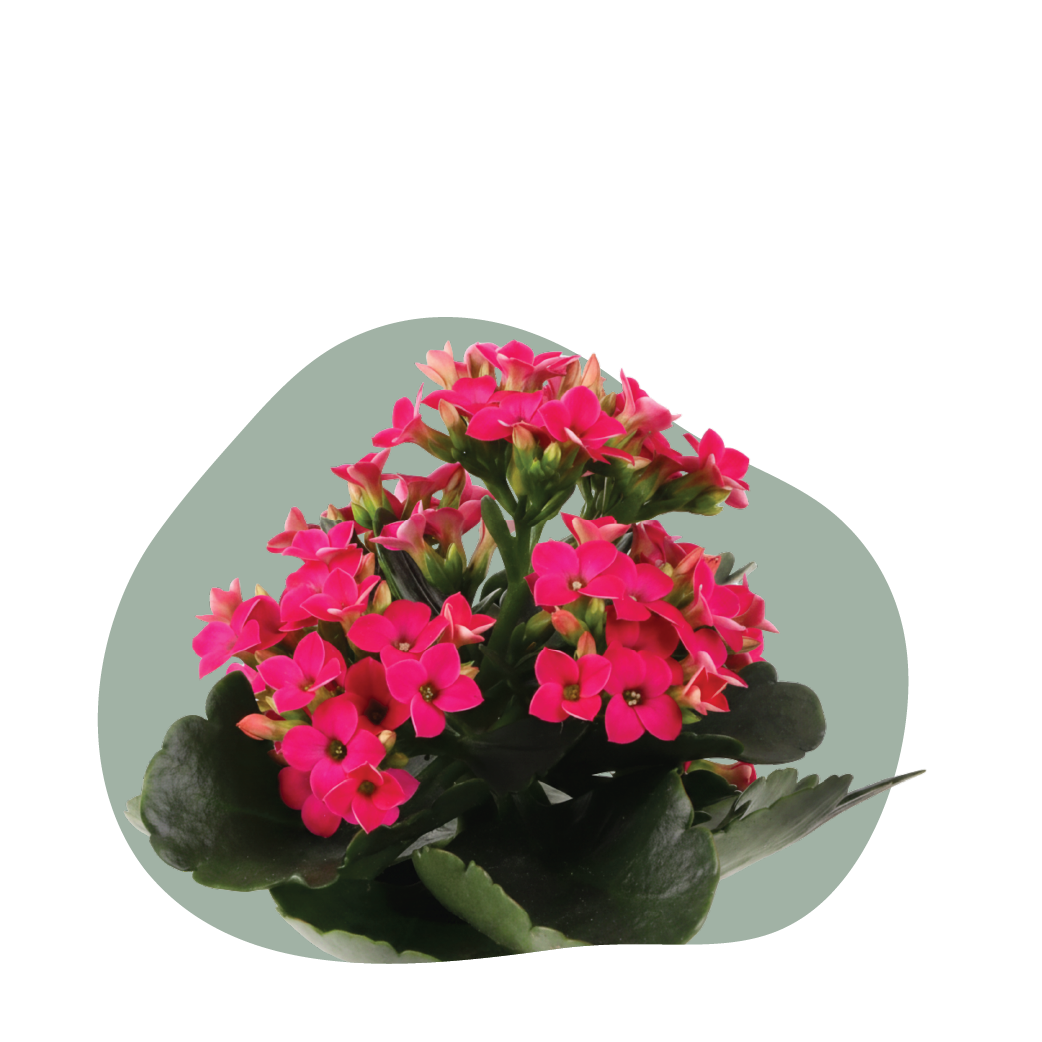 View Kalanchoe Care Page