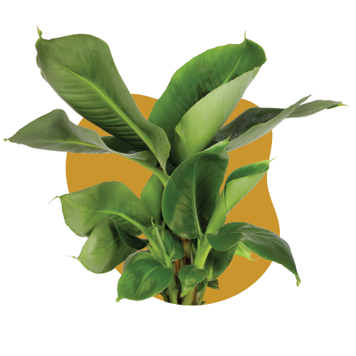 WI_Care_Page_Varieties_Musa Tropicana (1)