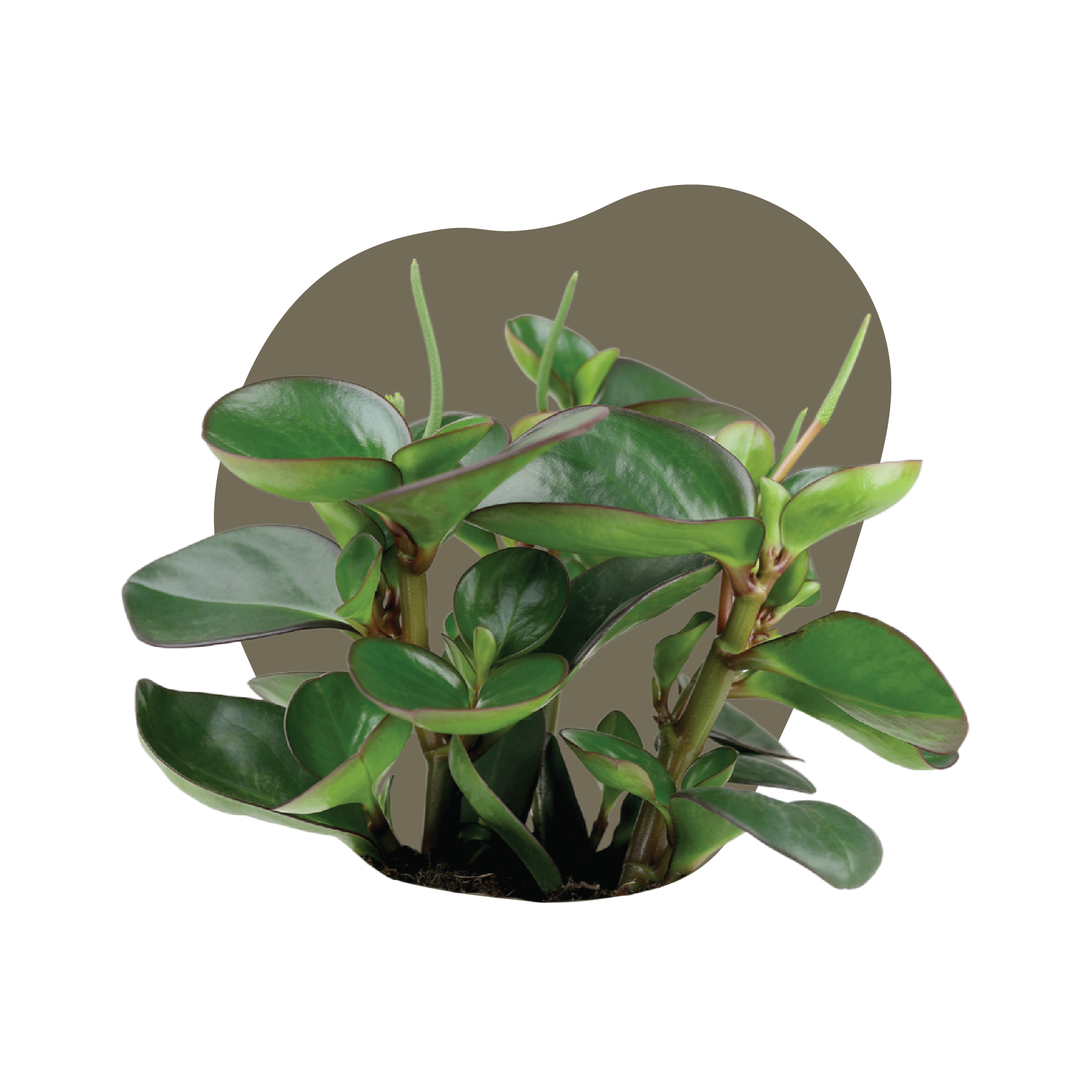 WI_Care_Page_Varieties_Pepermoia