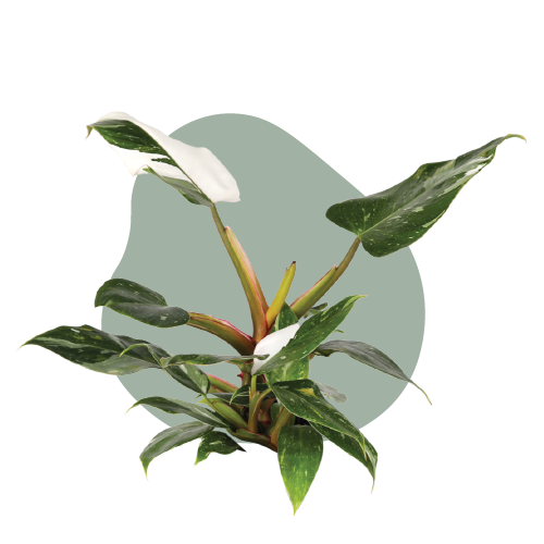 WI_Care_Page_Varieties_Philodendron (1)