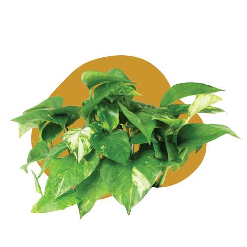 WI_Care_Page_Varieties_Pothos (2)