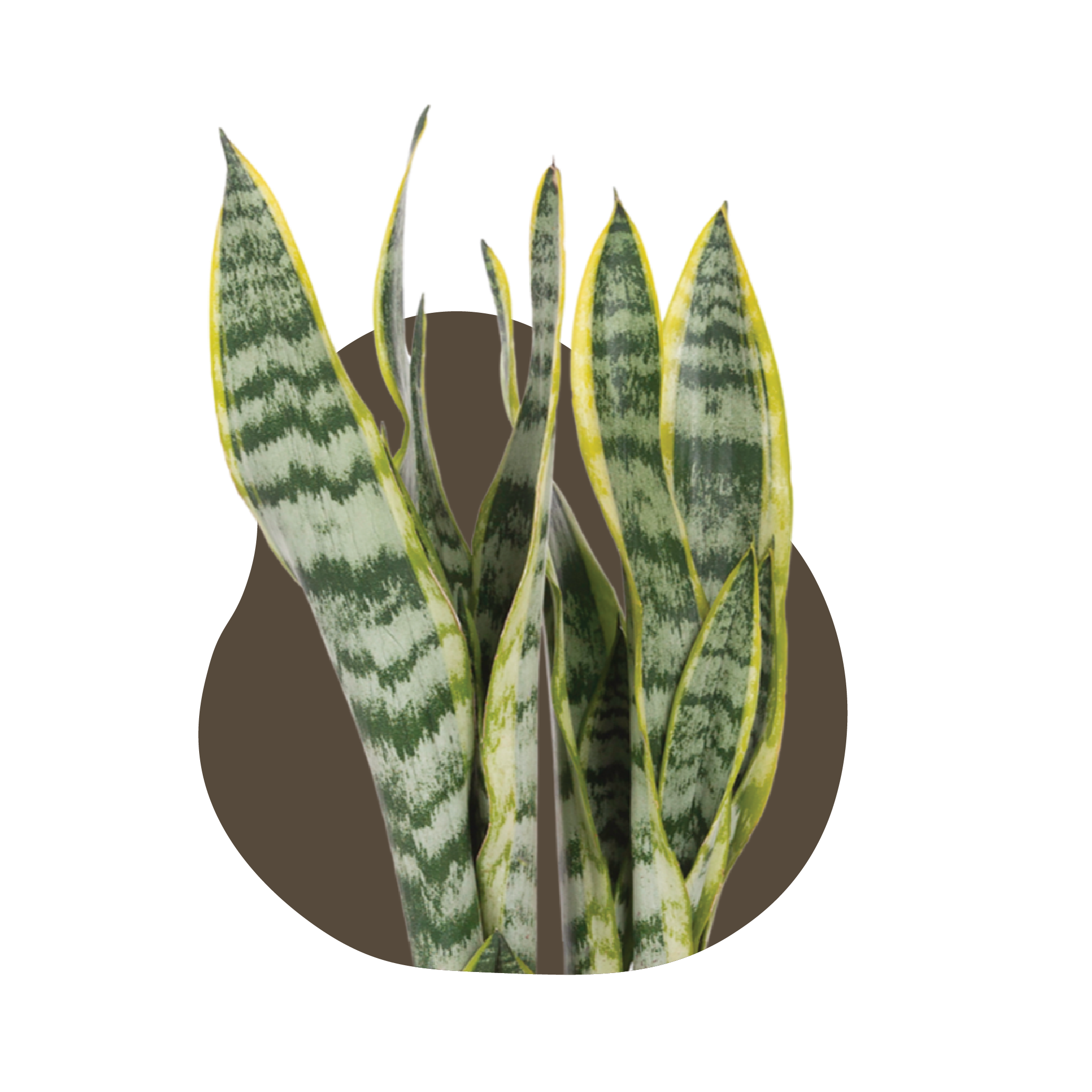 WI_Care_Page_Varieties_Sanseveria