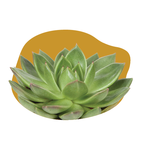 WI_Care_Page_Varieties_Succulent (1)
