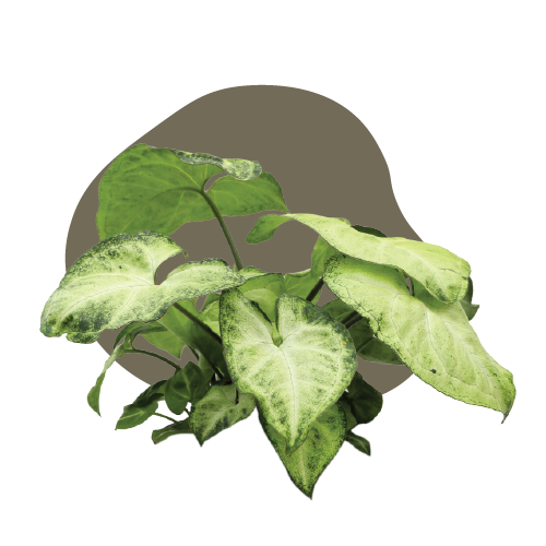 WI_Care_Page_Varieties_Syngonium (1)