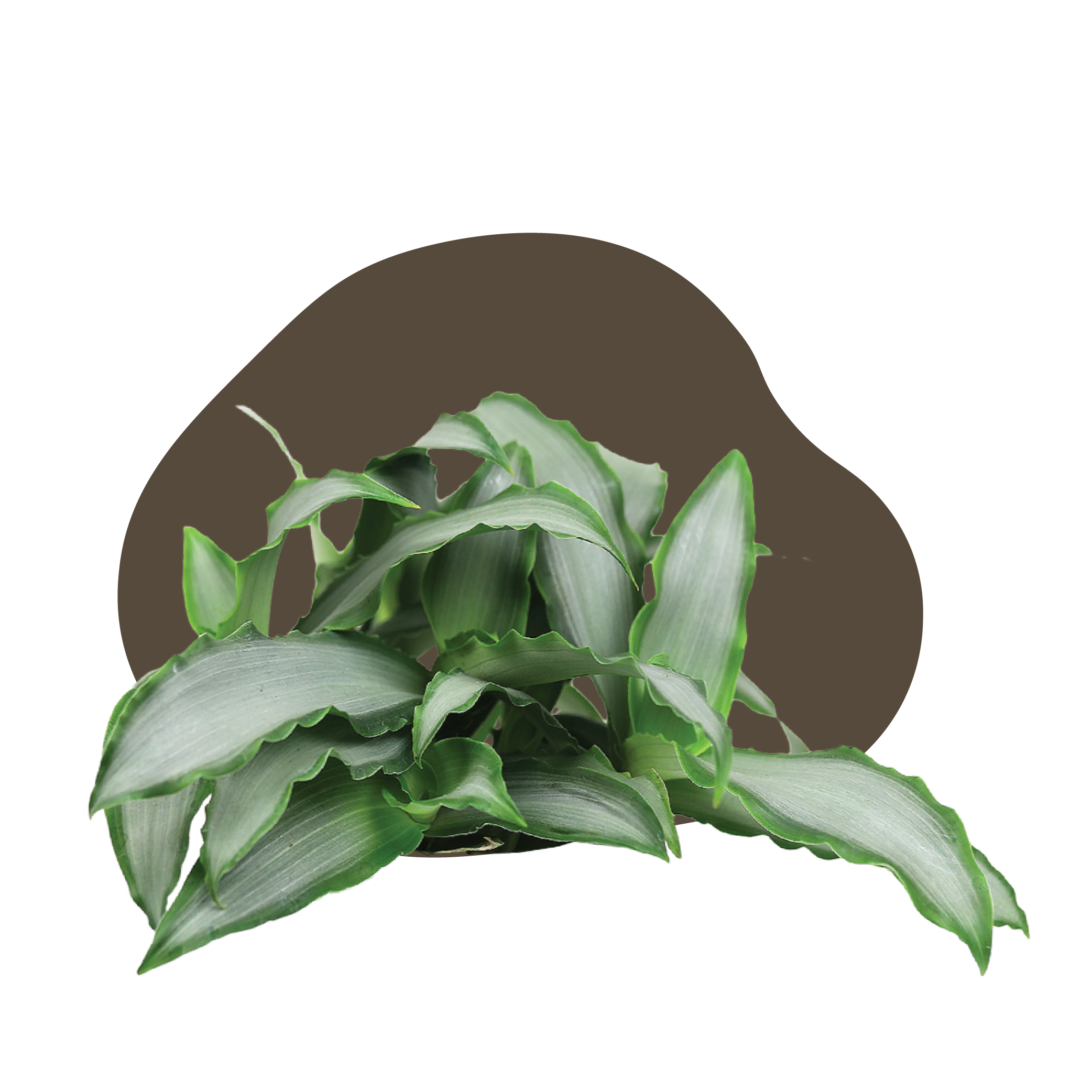 WI_Care_Page_Varieties_Tradescantia