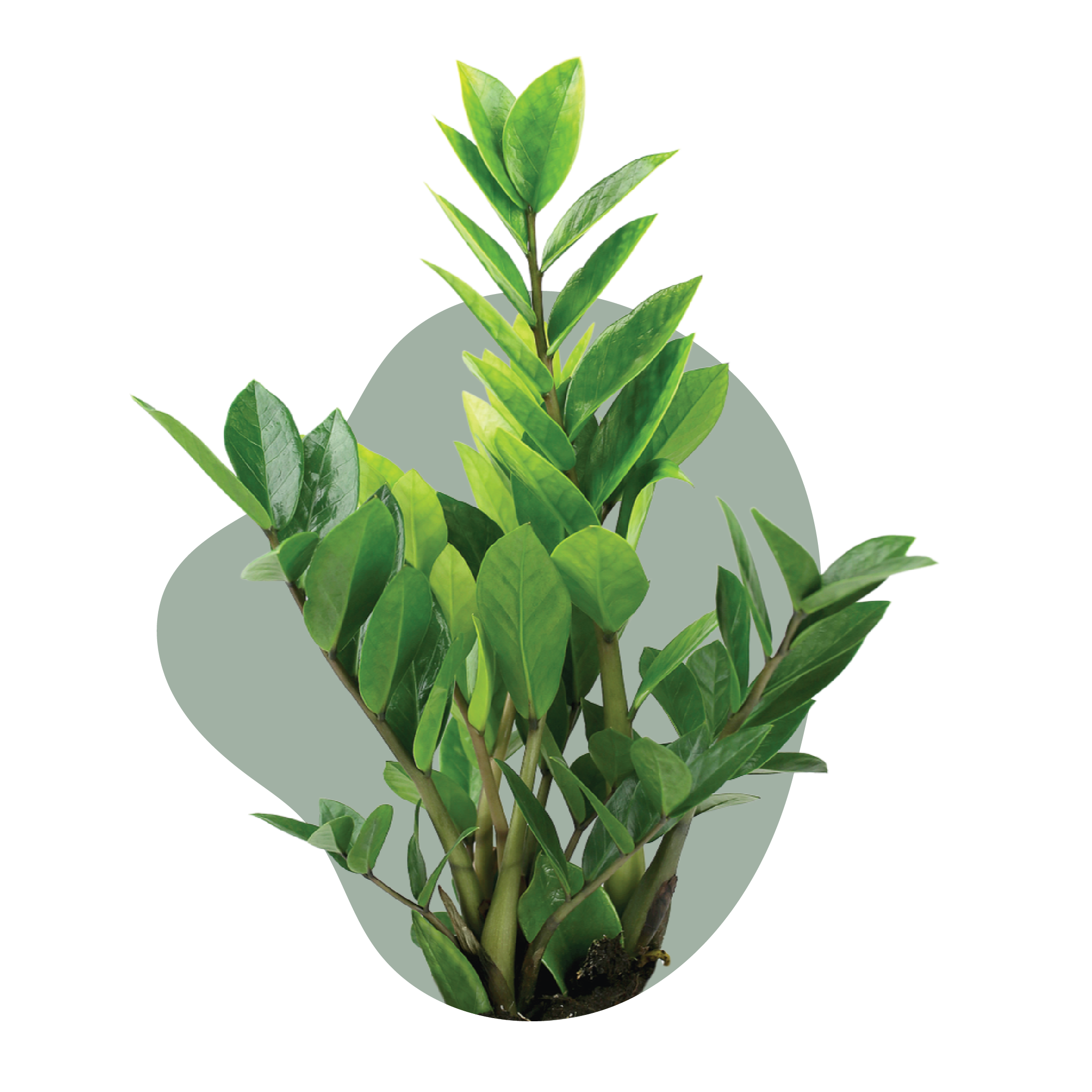 WI_Care_Page_Varieties_ZZ