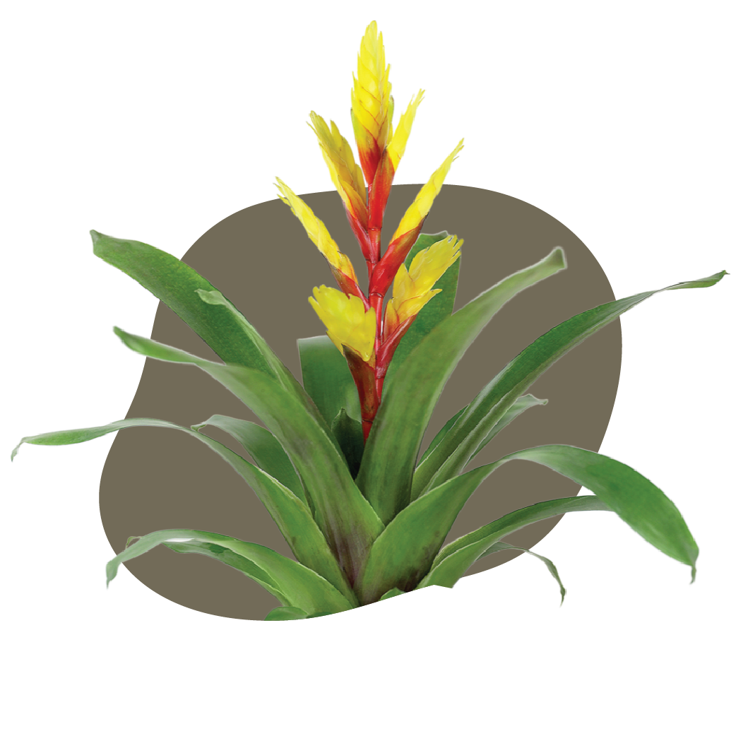View Bromeliad Care