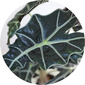 WI_Thumbnails_Alocasia-Amazonica
