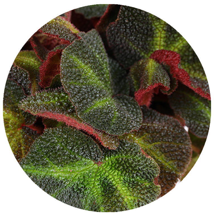 WI_Thumbnails_Begonia-Soli-Mutata (1)