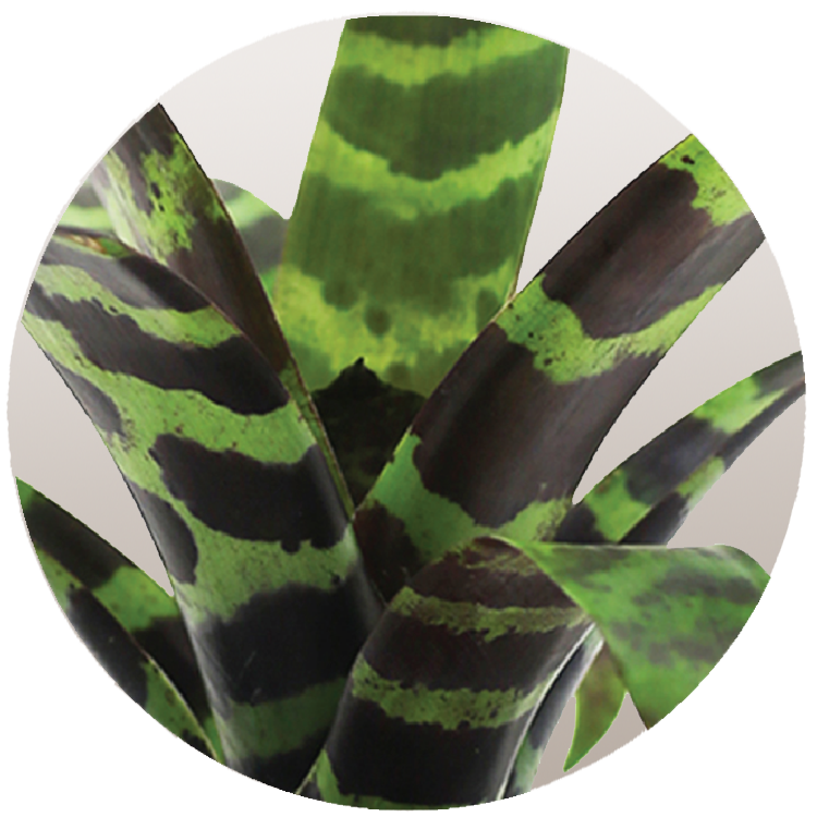 WI_Thumbnails_Bromeliad-Splenriet