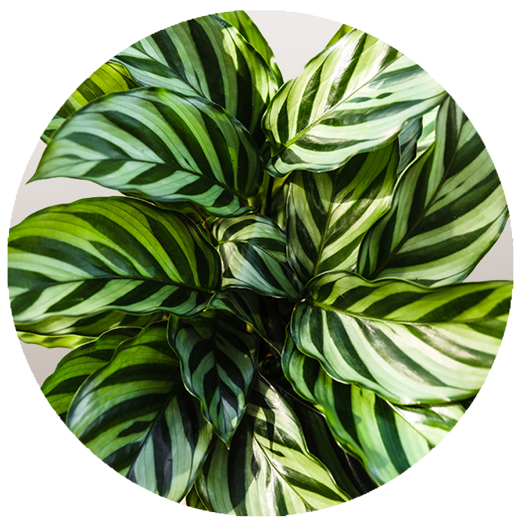 WI_Thumbnails_Calathea-Freddy