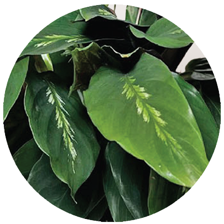 WI_Thumbnails_Calathea-Maui-Queen