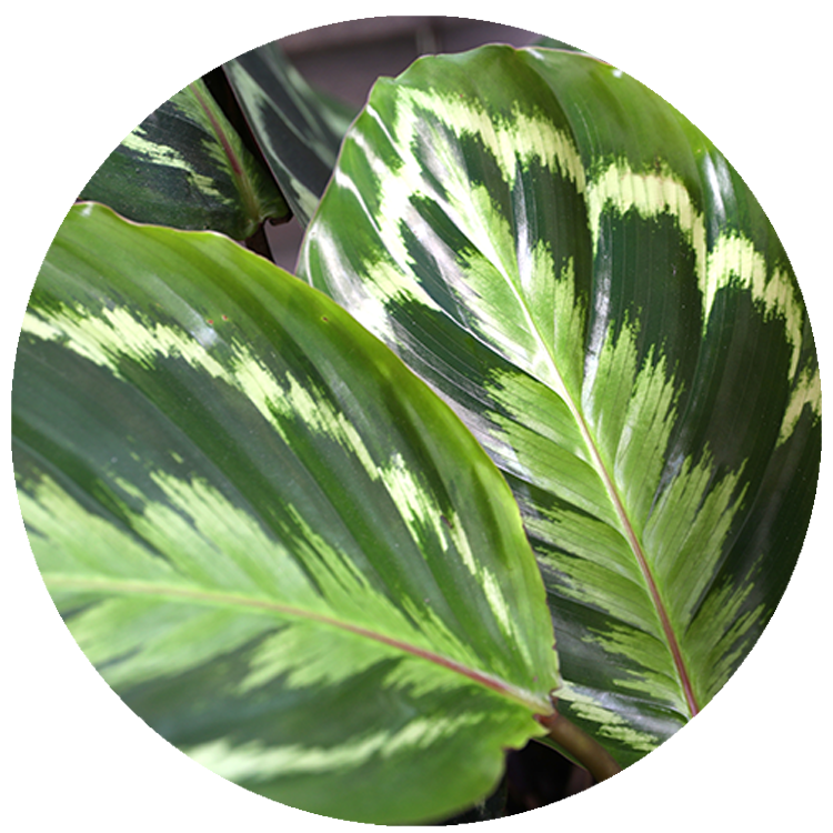WI_Thumbnails_Calathea-Medallion