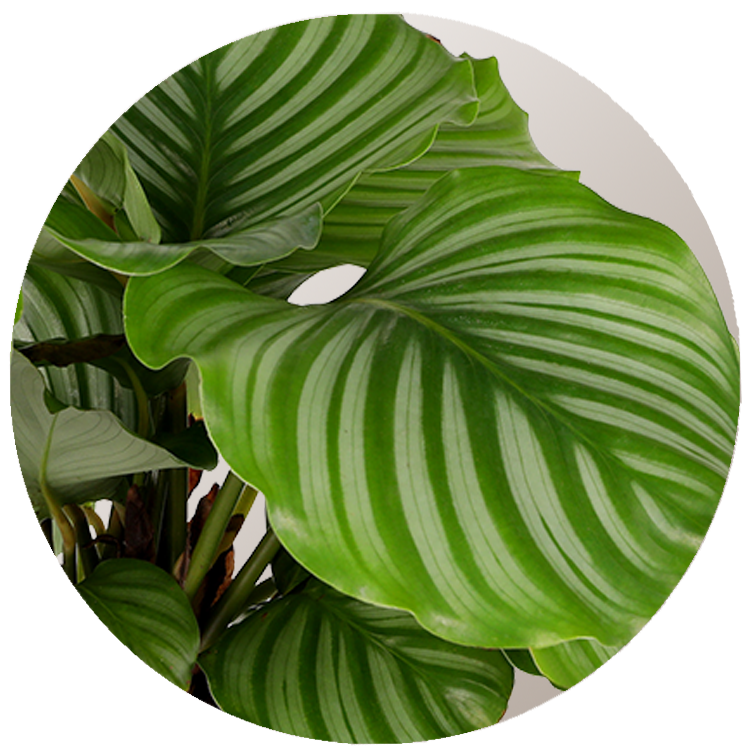 WI_Thumbnails_Calathea-Orbifolia