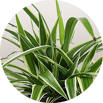 WI_Thumbnails_Chlorophytum-Ocean (1)