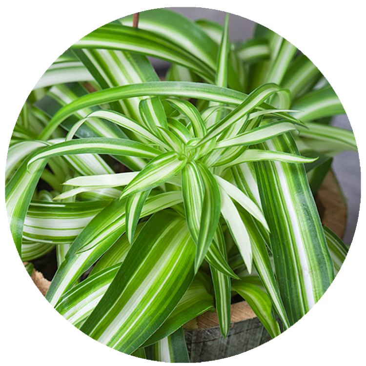 WI_Thumbnails_Chlorophytum-Spider-Verigated