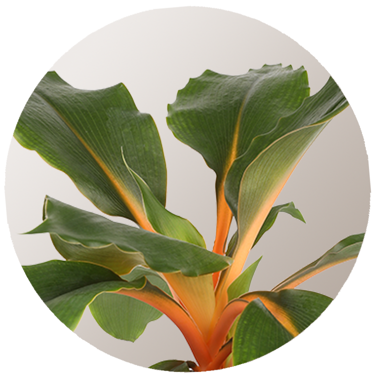 WI_Thumbnails_Chorophytum-Green-Orange