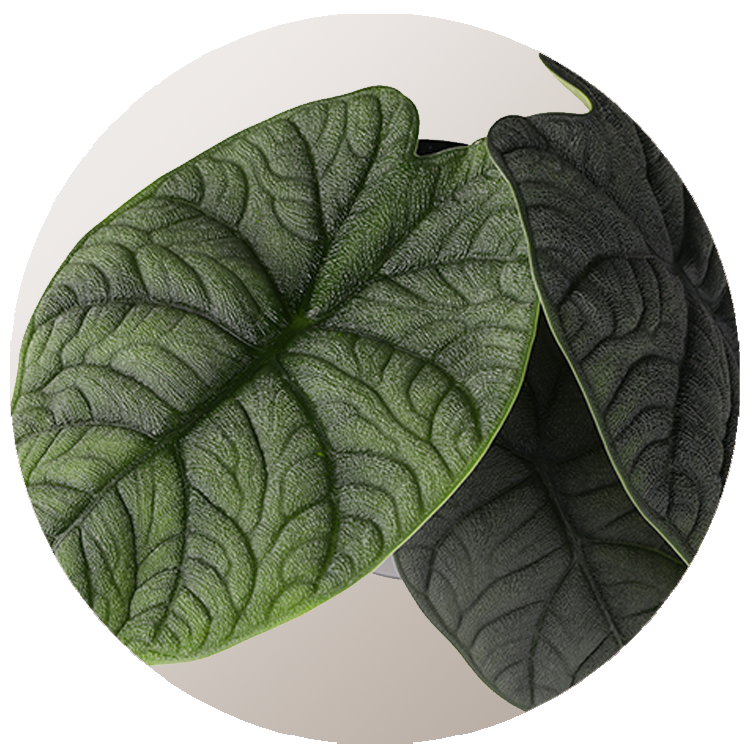 WI_Thumbnails_Curated_Alocasia-Melo-Light