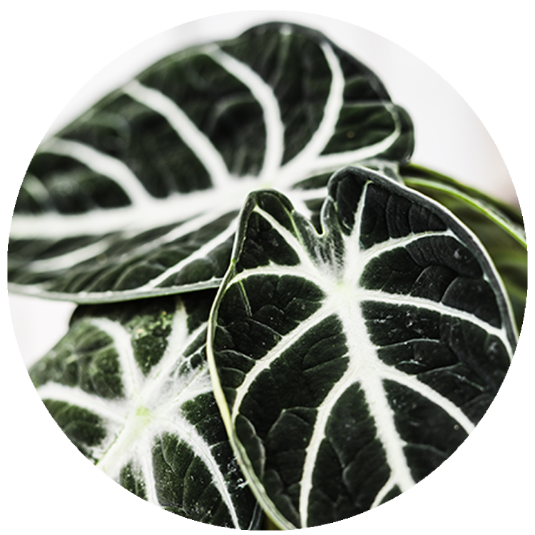 WI_Thumbnails_Curated_Alocasia-Ninja